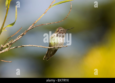 Annas Kolibris Calypte Anna, im Winter, männliche thront auf Zweig. Kalifornien. Stockfoto