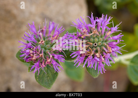 San Francisco Coyote Mint, Western Pennyroyal oder Coyote Minze, Monardella Villosa var. Franciscana; endemisch in California. Stockfoto