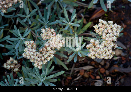 Insel Santa Cruz Buchweizen, Eriogonum Arborescens; Insel Santa Cruz, Kalifornien. Stockfoto