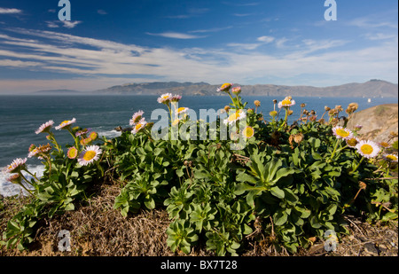 Seaside Berufkraut, Strand-Aster oder Seaside Daisy Erigeron Glaucus im natürlichen Lebensraum auf Klippen, San Francisco Bay, Kalifornien. Stockfoto