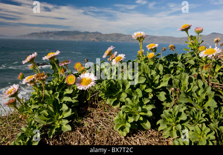 Seaside Berufkraut, Strand-Aster oder Seaside Daisy Erigeron Glaucus im natürlichen Lebensraum auf Klippen, San Francisco Bay, Kalifornien. Stockfoto