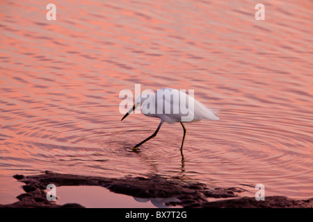 Snowy Reiher Egretta unaufger Fütterung in Lagune bei Sonnenuntergang, California. Stockfoto