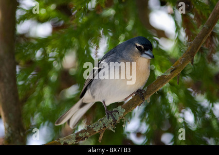 Ein männlicher Kaffinch (Fringilla coelebs), der auf einem moosigen Zweig thront, umgeben von üppig grünem Laub. Fotografiert in einer natürlichen Waldumgebung. Azoren Stockfoto