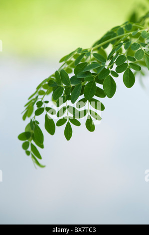 Moringa oleifera, Drumstick Tree verlässt. Indien Stockfoto