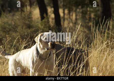 Ein gelber Labrador Bereich arbeiten. Stockfoto