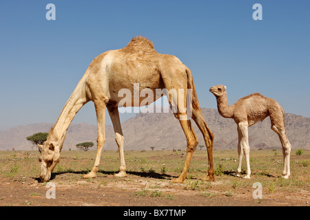 Ein Kamel mit ihrem Kalb im Wadi Sumayni, Oman. Stockfoto