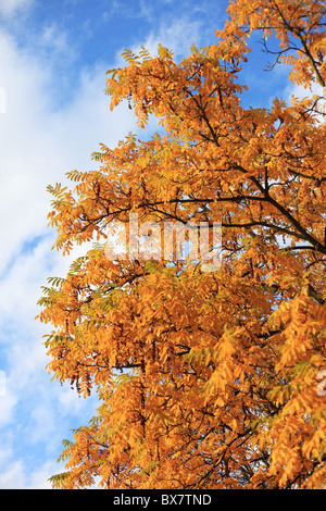 Herbstliche Blätter an einem Baum vor leicht bewölkten Himmel. Stockfoto