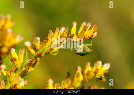 Südlichen grünen Stink bug Stockfoto