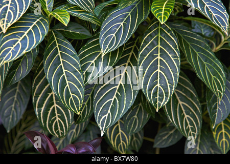 Tropische Blätter in der National Orchid Garden in Singapur Botanic Gardens. Stockfoto