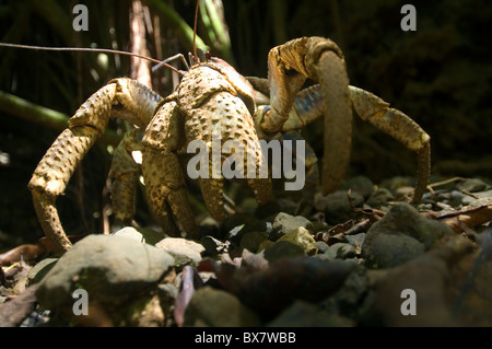 Robber Crab (aka Coconut Crab) (Birgus Latro) auf Waldboden, Weihnachtsinsel Stockfoto