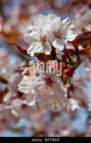 Pfirsichbaum in voller Blüte mit blauem Himmelshintergrund. Stockfoto