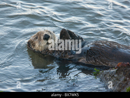 Sea Otter Enhydra Lutris, southern California. Stockfoto