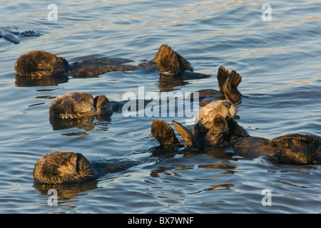 Gruppe von Seeotter Enhydra Lutris, relaxen, Schwimmen im Meer, Südkalifornien. Stockfoto