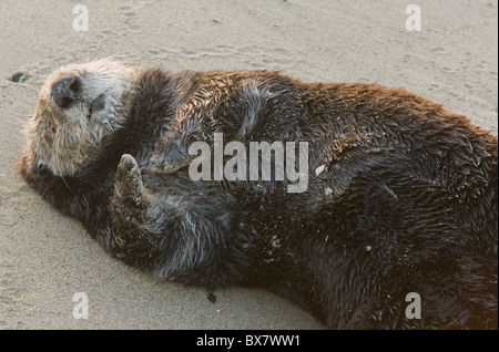 Sea Otter Enhydra Lutris, oben auf Sandstrand zu schlafen, Südkalifornien geschleppt. Stockfoto