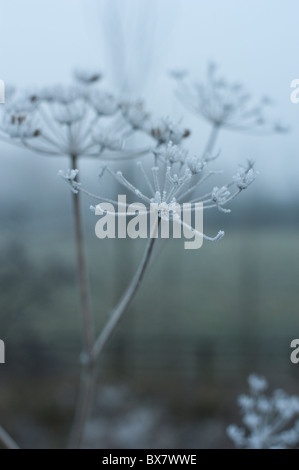 Kuh Petersilie in einen schönen Einfrieren Nebel in der nebligen Oxfordshire Winterlandschaft beschichtet. Stockfoto