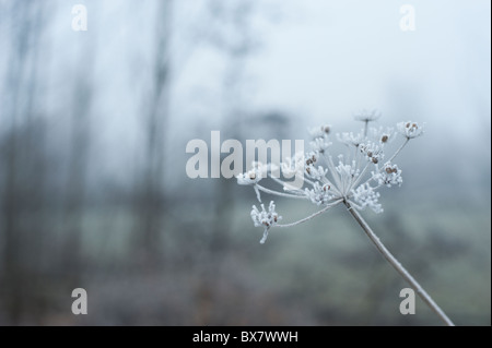 Kuh Petersilie in einen schönen Einfrieren Nebel in der nebligen Oxfordshire Winterlandschaft beschichtet. Stockfoto