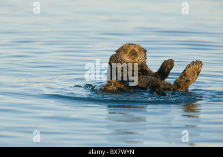 Sea Otter Enhydra Lutris, entspannt auf dem Rücken im Meer schwimmende; Southern California. Stockfoto