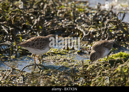 Wenigsten Strandläufer Calidris minutilla Stockfoto