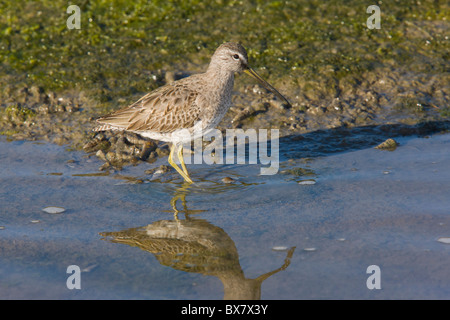 Kurz-billed Dowitcher, Limnodromus früh Fütterung in der Lagune, Winter, Elkhorn Slough, California. Stockfoto