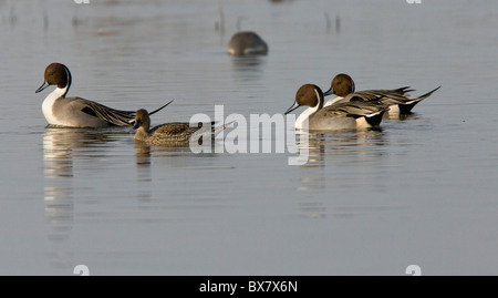 Am nördlichen Spießente Anas Acuta im Winter. Stockfoto