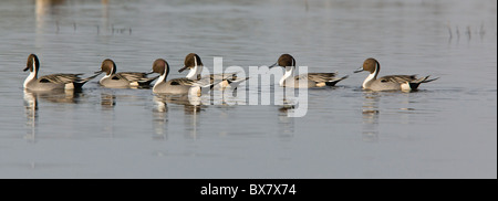 Kleine Herde von nördlichen Spießente Anas Acuta im Winter. Stockfoto