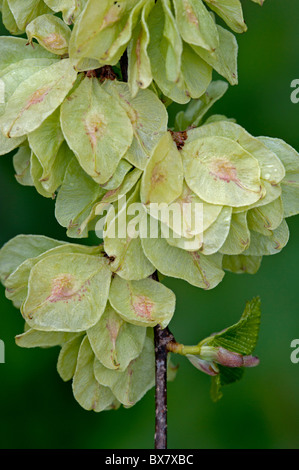 Whych Ulmen (Ulmus Glabra), Früchte Stockfoto