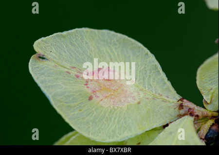 Whych Ulmen (Ulmus Glabra), Früchte Stockfoto