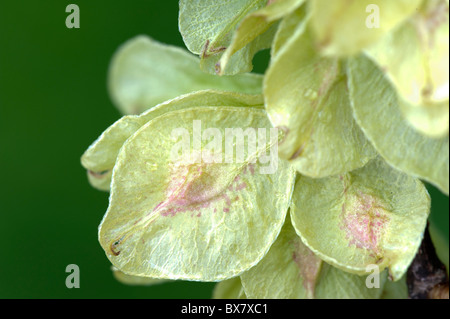 Whych Ulmen (Ulmus Glabra), Früchte Stockfoto