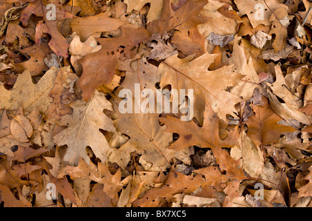 Laub von Eiche und Roteiche, Peebles Island, New York State. Stockfoto