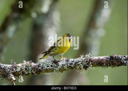Erlenzeisig (Zuchtjahr Spinus) auf lichened Zweig, Männlich Stockfoto