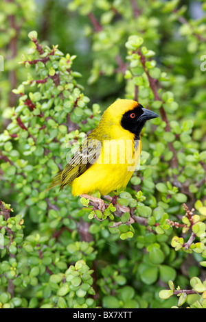 Einen männlichen südlichen maskierte Weber (Ploceus Velatus) hocken auf einem Spekboom Baum (Portulacaria Afra) im Addo Elephant National Park, Stockfoto