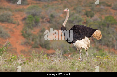 Eine männliche Strauß (Struthio Camelus) mit Küken zu seinen Füßen, Addo Elephant National Park, Südafrika. Stockfoto