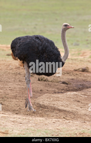 Eine männliche Strauß (Struthio Camelus) in der Zucht Farben, in Addo Elephant National Park, Südafrika. Stockfoto