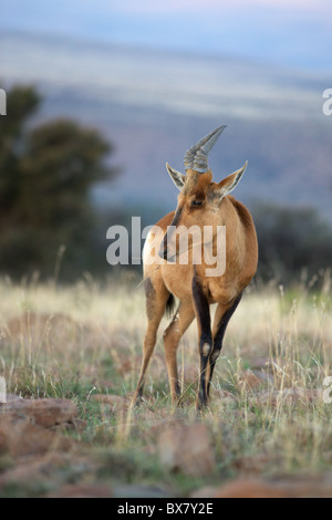 Eine junge rote Kuhantilope (Alcelaphus Buselaphus) im Mountain Zebra National Park, Südafrika. Stockfoto