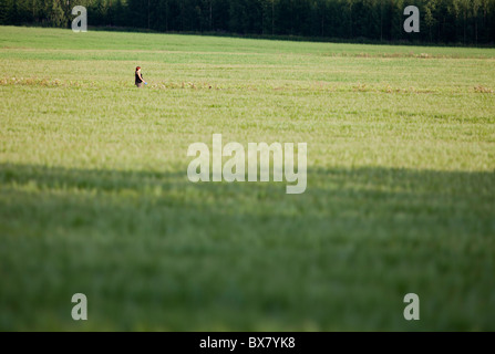 Frau zu Fuß in der Mitte des finnischen Kornfeld, Finnland Stockfoto