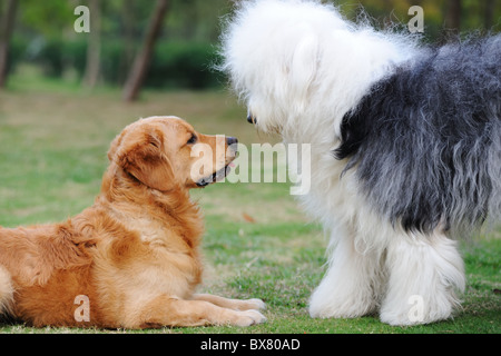 Golden Retriever und Old English Sheepdog starrte einander mit Neugier Stockfoto