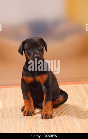 Dobermann Pinscher, Welpen, 5 Wochen Stockfoto