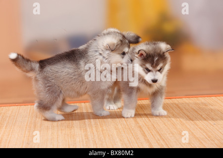 Alaskan Malamutes, Welpen, 6 Wochen Stockfoto