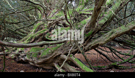 Gefallenen Eibe, Kingley Vale, West Sussex Stockfoto