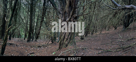 Eiben, Kingley Vale, West Sussex Stockfoto