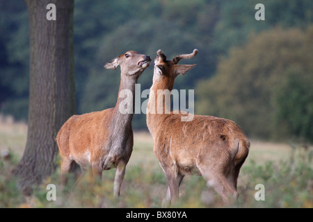 Juvenile Rothirsch Stockfoto