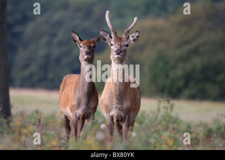 Juvenile Rothirsch Stockfoto