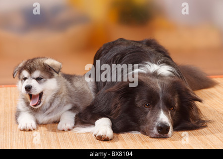 Border-Collie, blau und Alaskan Malamute Welpen, 6 Wochen Stockfoto