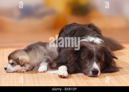 Border-Collie, blau und Alaskan Malamute Welpen, 6 Wochen Stockfoto