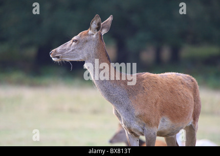 Juvenile Rothirsch Stockfoto