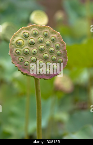 Frucht des Heiligen Lotus Nelumbo nucifera Stockfoto