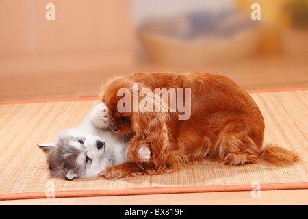 Cavalier King Charles Spaniel, Ruby und Alaskan Malamute Welpen, 6 Wochen Stockfoto