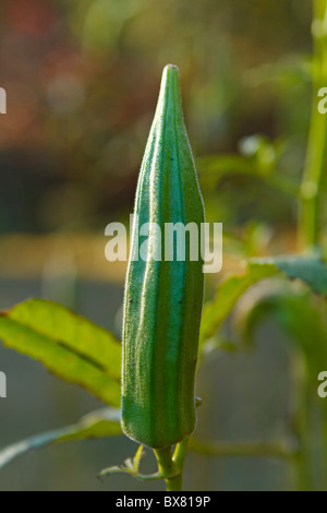 Close-up auf eine Okra Samenkapsel noch an die Okra-Anlage angeschlossen an einem Morgen im späten Herbst. Okra ist auch bekannt als Damen-Finger. Stockfoto