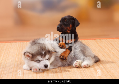 Alaskan Malamute Welpen, 6 Wochen und Dobermann Pinscher, Welpen, 5 Wochen Stockfoto