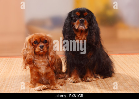 Cavalier King Charles Spaniel, paar, Ruby und neben Stockfoto